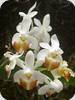 Phal. lobbii